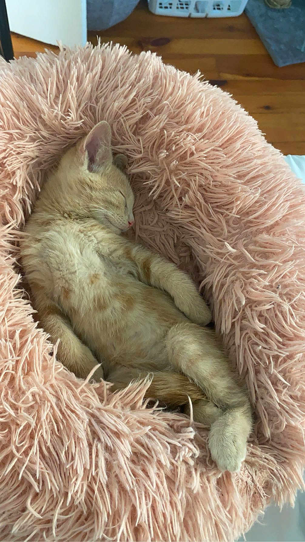 Leo