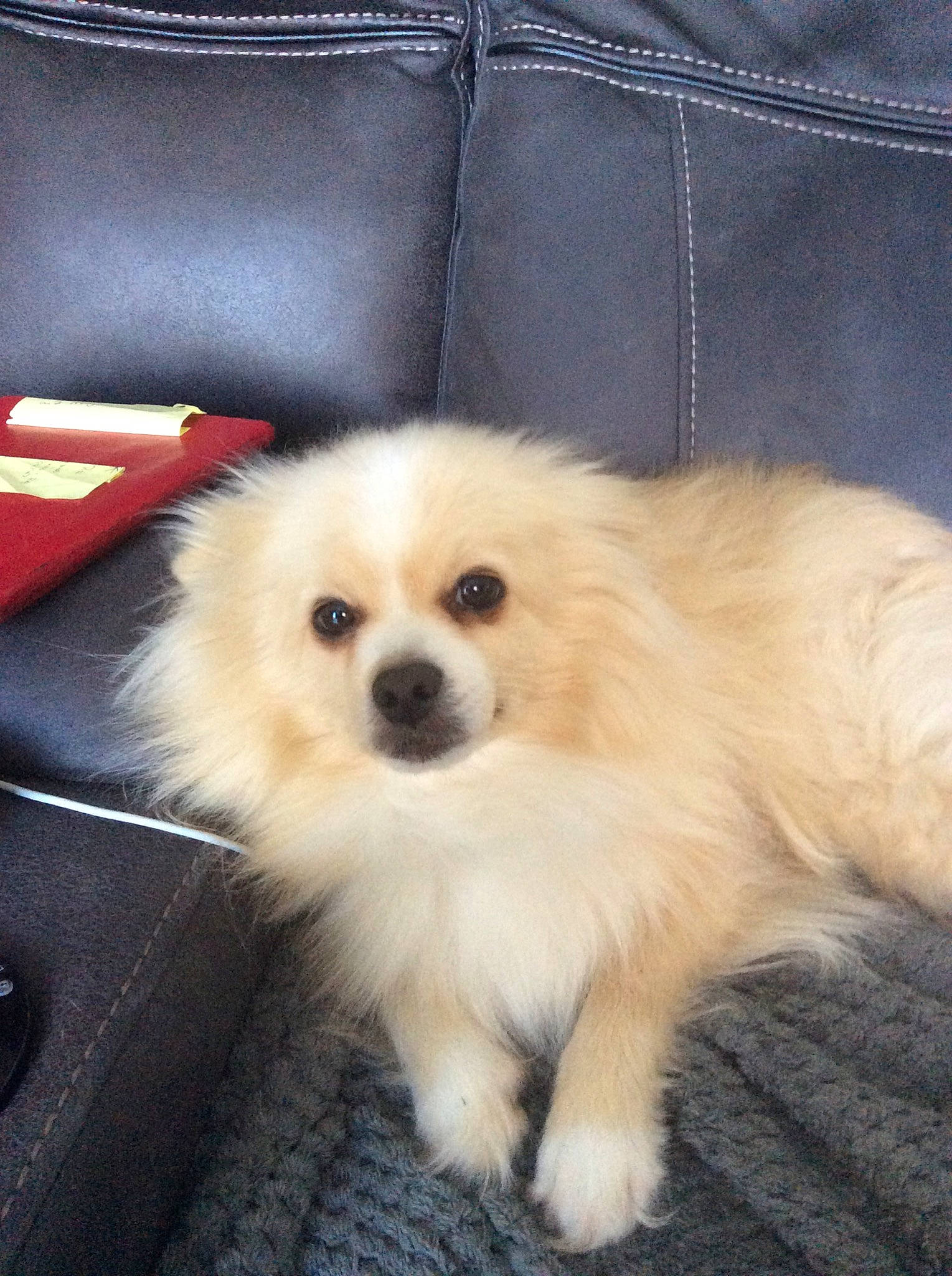 Oscar is registered to the contest to win money with this photo: canidae, carnivore, companion_dog, corgi_chihuahua, couch, dog, dog_breed, fawn, fur, german_spitz, german_spitz_klein, non_sporting_group, snout, spitz, sporting_group, toy_dog, volpino_italiano, whiskers, working_animal