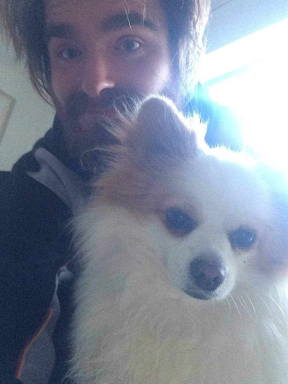 Dennis is registered to the contest to win money with this photo: beard, carnivore, cloud, companion_dog, dog, dog_breed, ear, eye, fawn, german_spitz, german_spitz_mittel, happy, iris, japanese_spitz, nose, snout, spitz, toy_dog, whiskers, working_animal