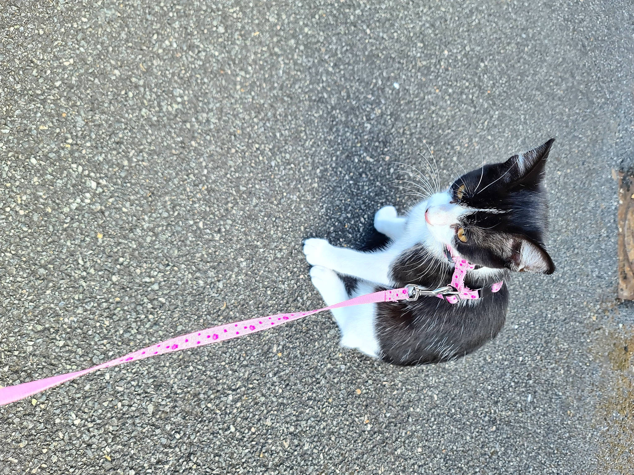 Chatouille a rejoint le concours — aidez-le/la à gagner de superbes lots ! asphalt, carnivore, cat, dog_breed, fashion_accessory, felidae, foot, fur, grass, leash, paw, road_surface, sidewalk, small_to_medium_sized_cats, snout, soil, tail, tar, toy, whiskers