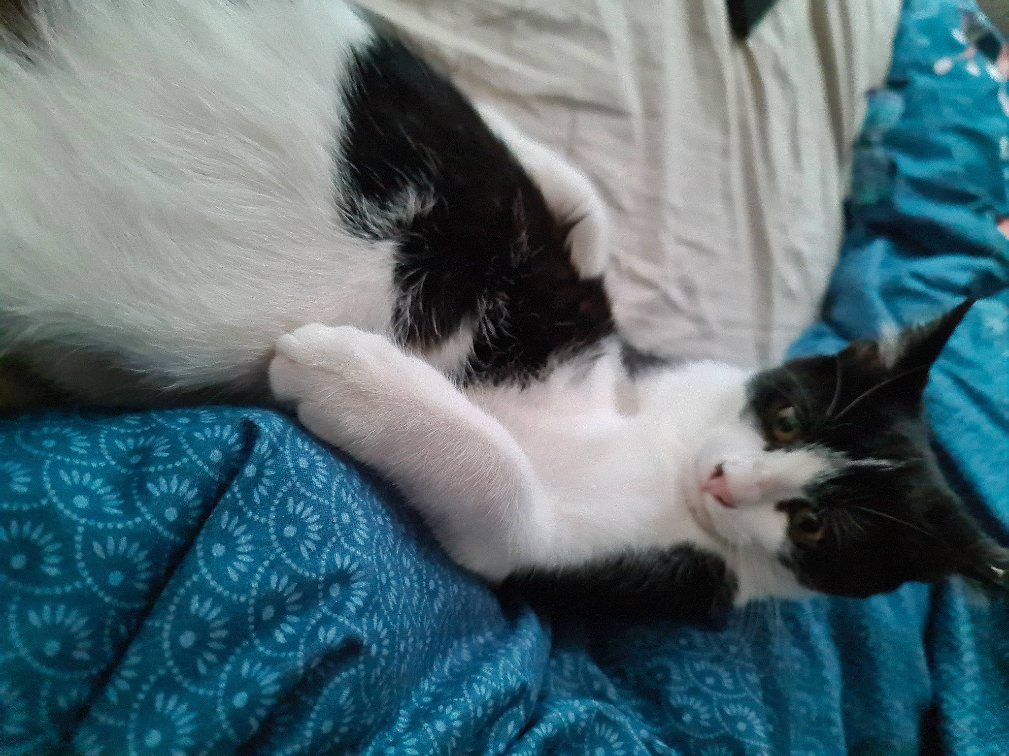 Chatouille a rejoint le concours — aidez-le/la à gagner de superbes lots ! carnivore, cat, claw, comfort, domestic_short_haired_cat, felidae, foot, fur, linens, nap, paw, plant, small_to_medium_sized_cats, snout, tail, tree, whiskers