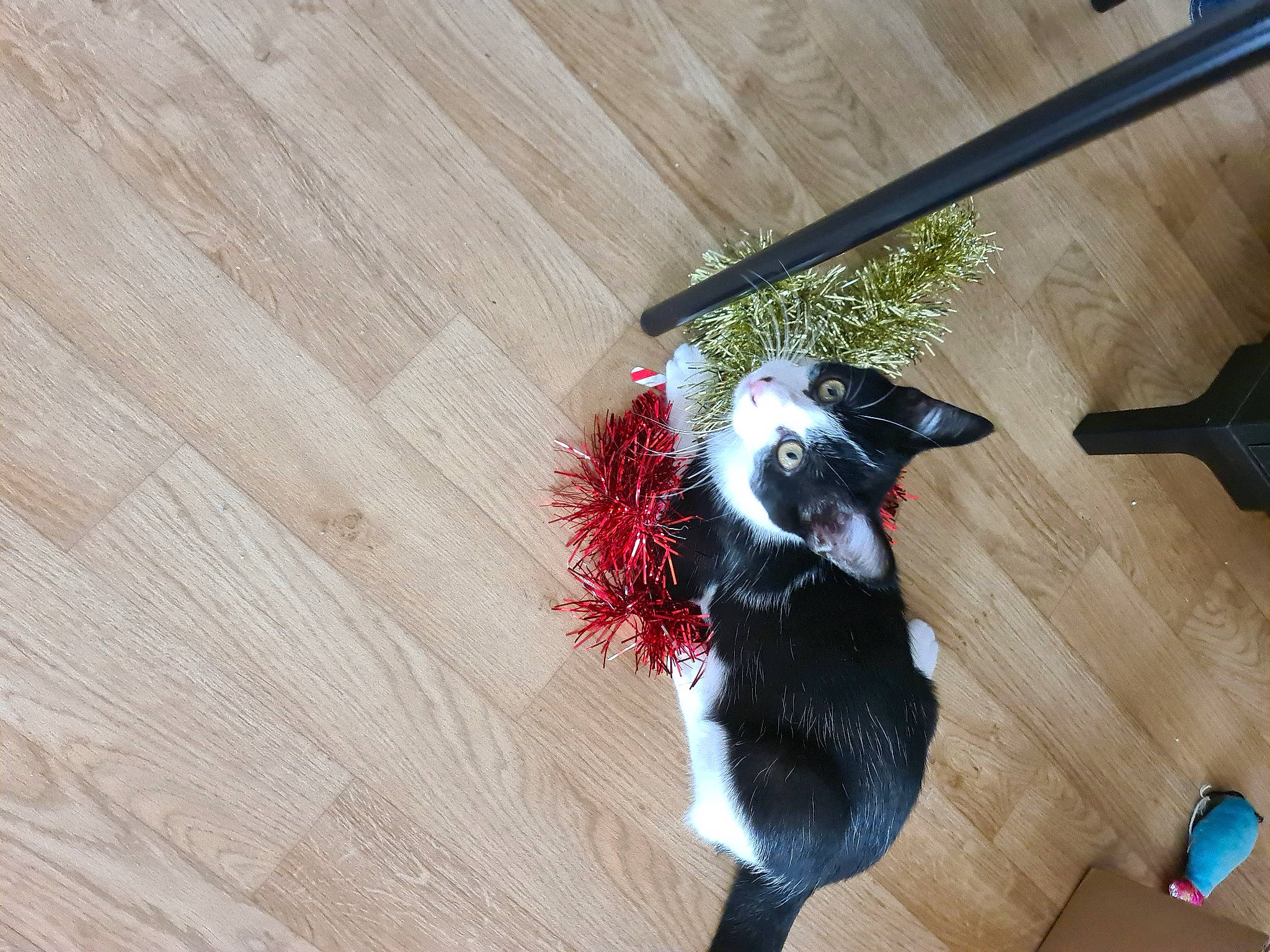 Chatouille participe au concours pour gagner de l'argent avec cette photo : black_cat, canidae, carmine, carnivore, companion_dog, dog_breed, dog_supply, felidae, floor, flooring, fur, hardwood, laminate_flooring, small_to_medium_sized_cats, sporting_group, tail, whiskers, wood, wood_flooring, wood_stain