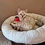 Usha participe au concours pour gagner de l'argent avec cette photo : kitten, cat, pet_bed, toy, red_ball, gray_mouse_toy, blue_eyes, spotted_fur, fluffy, resting, indoor, beige_wall, cute, animal, young_cat, small_pet, relaxed, feline, soft_texture, cozy
