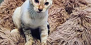 Usha a rejoint le concours — aidez-le/la à gagner de superbes lots ! cat, pet_bed, fluffy, indoor, animal, feline, curious, white_cat, spotted, soft, cozy, domestic_cat, looking_up, cute, whiskers, ears, paws, resting, comfortable, home