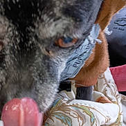 Miglot joined the competition — help win amazing prizes! animal, bandana, black_fur, blanket, blurry, brown_fur, close_up, cozy, cute, dog, fabric, fur, home, indoor, paw, pet, portrait, snout, sweater, tongue_out