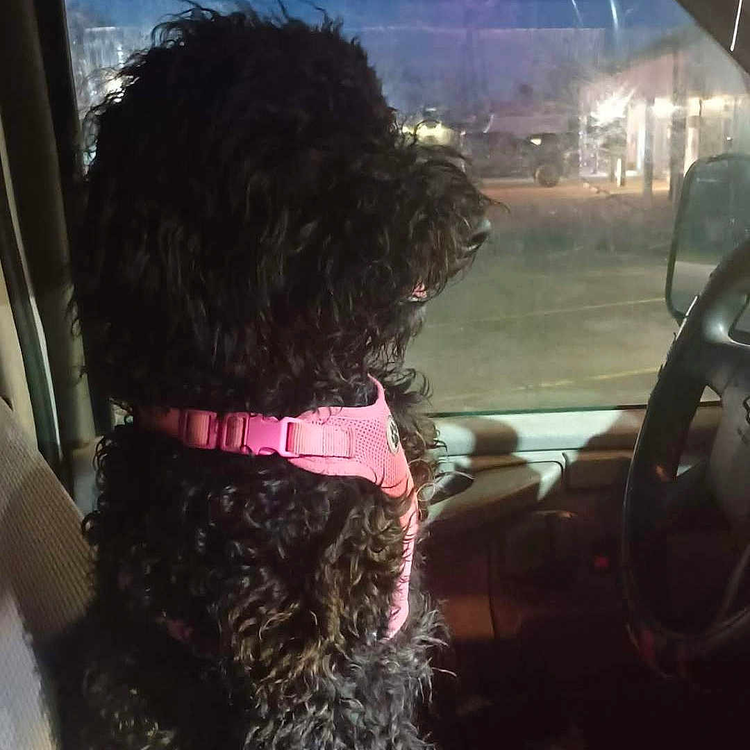 Bombae joined the competition — help win amazing prizes! animal, black_dog, car_seat, curly_fur, dark, dashboard, dog, domestic_animal, fur, indoor, looking_out, night, parking_lot, pet, pink_harness, side_view, sitting, steering_wheel, vehicle_interior, window