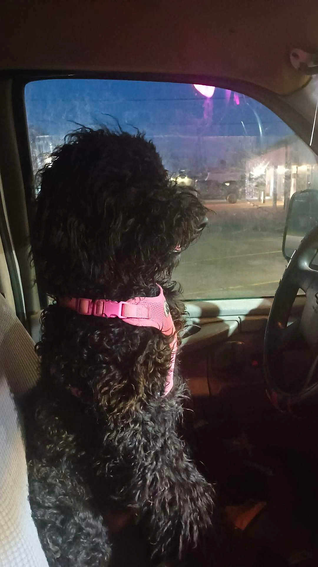 Bombae joined the competition — help win amazing prizes! animal, black_dog, car_seat, curly_fur, dark, dashboard, dog, domestic_animal, fur, indoor, looking_out, night, parking_lot, pet, pink_harness, side_view, sitting, steering_wheel, vehicle_interior, window