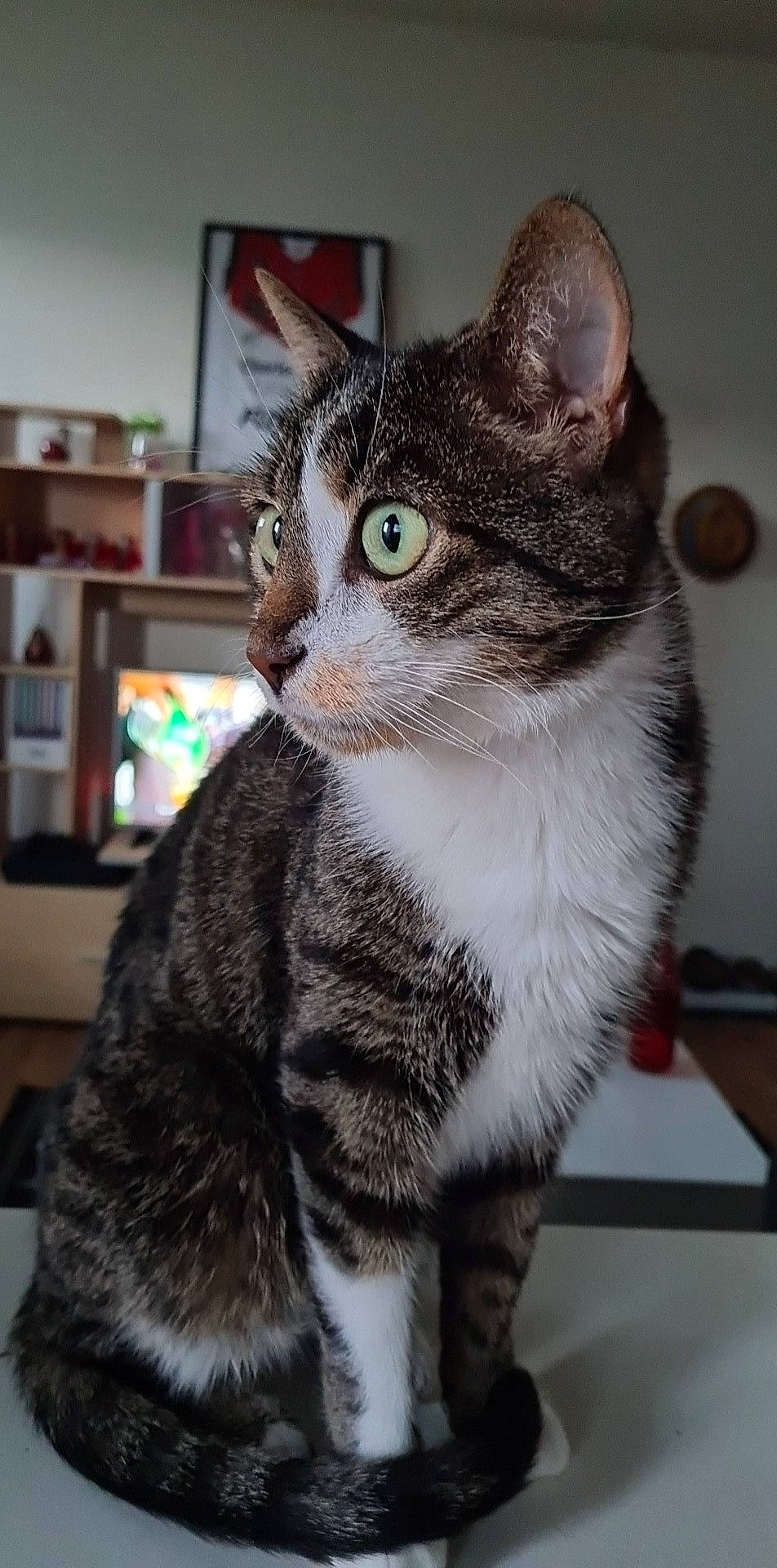 Sangha a rejoint le concours — aidez-le/la à gagner de superbes lots ! box, carnivore, cat, collar, domestic_short_haired_cat, eye, felidae, fur, grey, iris, paw, shelf, sitting, small_to_medium_sized_cats, snout, tail, terrestrial_animal, whiskers