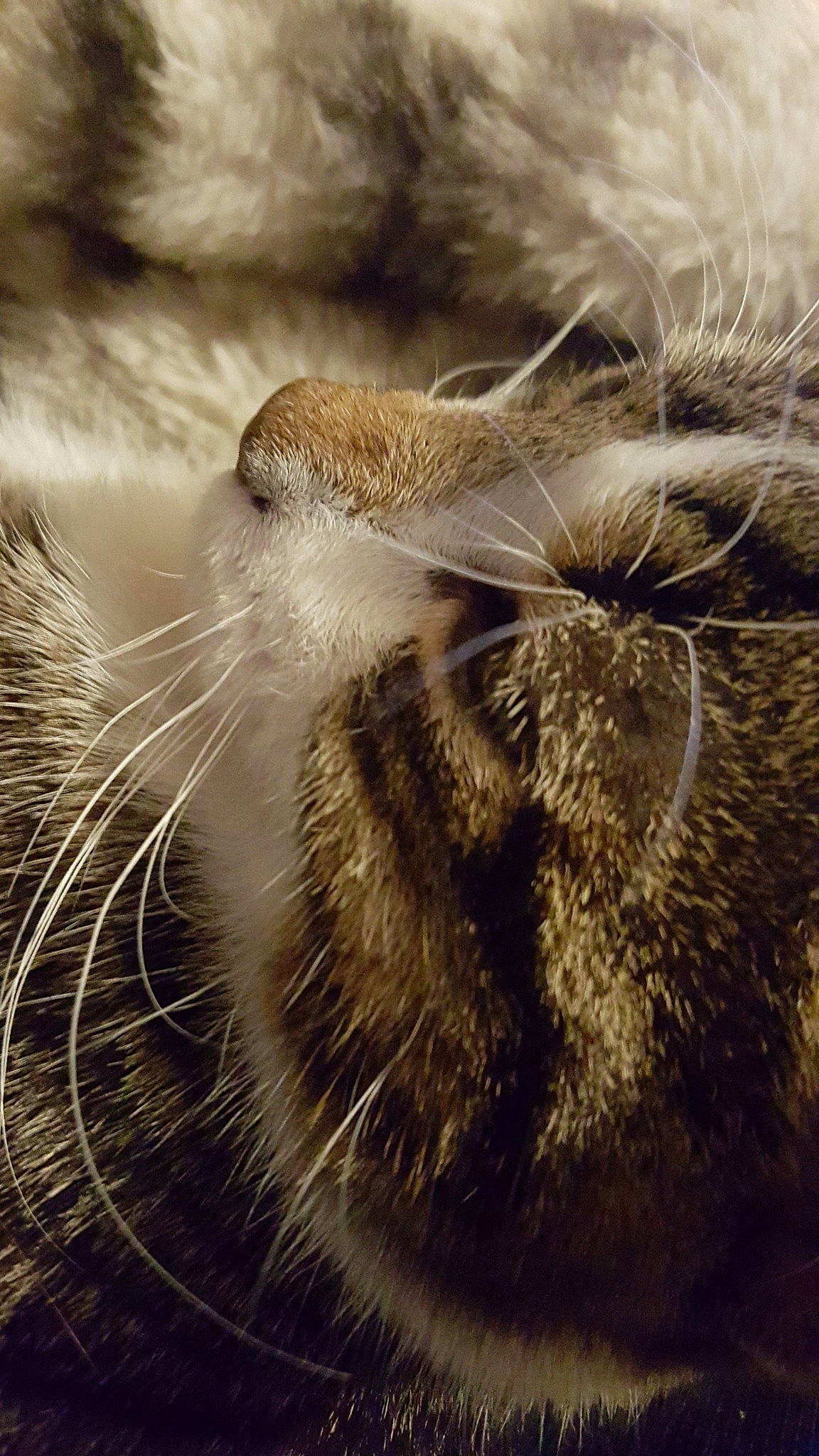 Sangha participe au concours pour gagner de l'argent avec cette photo : claw, close_up, cloud, feather, felidae, fur, grass, macro_photography, monochrome_photography, paw, plant, sky, small_to_medium_sized_cats, snout, tail, terrestrial_animal, water, whiskers, wildlife, wood