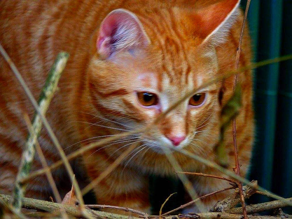 Haribo participe au concours pour gagner de l'argent avec cette photo : carnivore, cat, close_up, domestic_short_haired_cat, fawn, felidae, fur, grass, sitting, small_to_medium_sized_cats, snout, tail, terrestrial_animal, whiskers, wildlife, wood