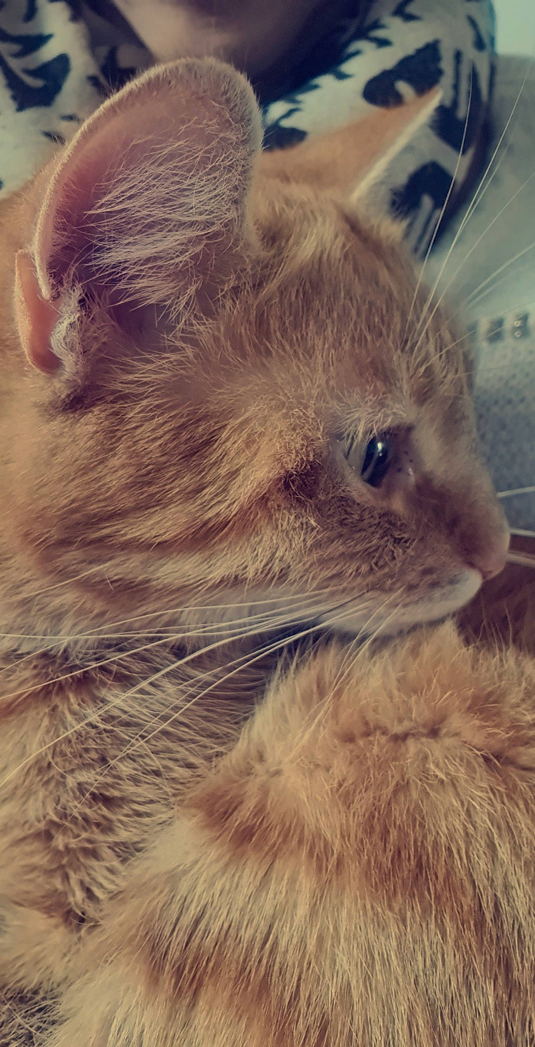 Haribo participe au concours pour gagner de l'argent avec cette photo : carnivore, cat, cloud, comfort, domestic_short_haired_cat, ear, eye, fawn, felidae, fur, head, meteorological_phenomenon, paw, selfie, small_to_medium_sized_cats, snout, terrestrial_animal, whiskers, wildlife