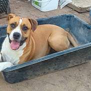 Loca joined the competition — help win amazing prizes! dog, outdoor, plastic_tub, happy, tongue_out, brown_and_white, animal, pet, paws, sitting, yard, dirt, container, resting, smiling, playful, domestic_animal, canine, relaxed, face