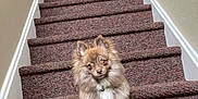 Sevyn is registered to the contest to win money with this photo: dog, pet, stairs, carpet, indoor, animal, fluffy, brown, white, small_dog, curious, sitting, house, door, wall, handrail, domestic, cute, portrait, companion