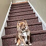 dog, pet, stairs, carpet, indoor, animal, fluffy, brown, white, small_dog, curious, sitting, house, door, wall, handrail, domestic, cute, portrait, companion