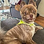 Sevyn joined the competition — help win amazing prizes! dog, pet, indoor, couch, bandana, fur, animal, living_room, curious, ears, wide_eyes, groomed, cozy, home, furniture, blanket, decor, wood_floor, relaxed, portrait
