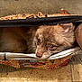Sevyn is registered to the contest to win money with this photo: dog, pet, bag, colorful, patterned, floor, tile, cozy, curious, fur, animal, indoors, resting, cute, companion, looking, snout, ears, domestic_animal, closeup