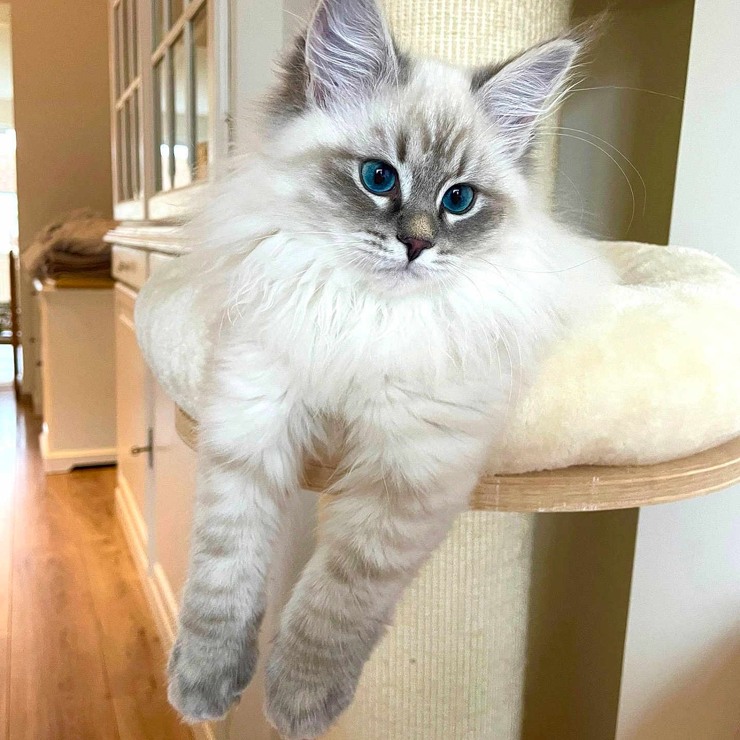 Bloom participe au concours pour gagner de l'argent avec cette photo : angora, animal, architecture, building, cat, chair, cushion, foyer, furniture, hardwood, homedecor, indoors, interiordesign, kitten, manx, pet, shelf, siamese, stainedwood, wood