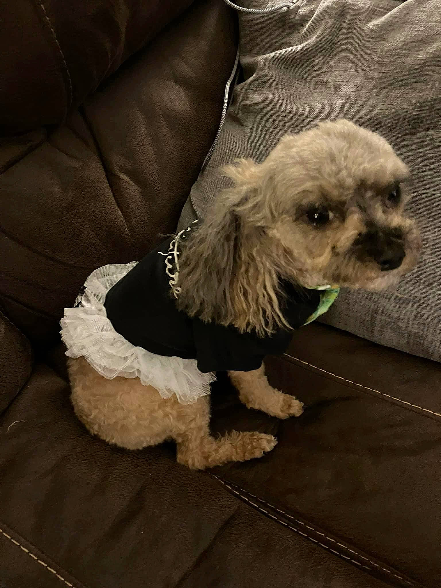 Daisy joined the competition — help win amazing prizes! canidae, carnivore, companion_dog, dog, dog_breed, dog_clothes, dog_collar, dog_supply, eyewear, fur, pet_supply, poodle_crossbreed, puppy_love, small_terrier, snout, sporting_group, terrier, toy_dog, working_animal, wrinkle