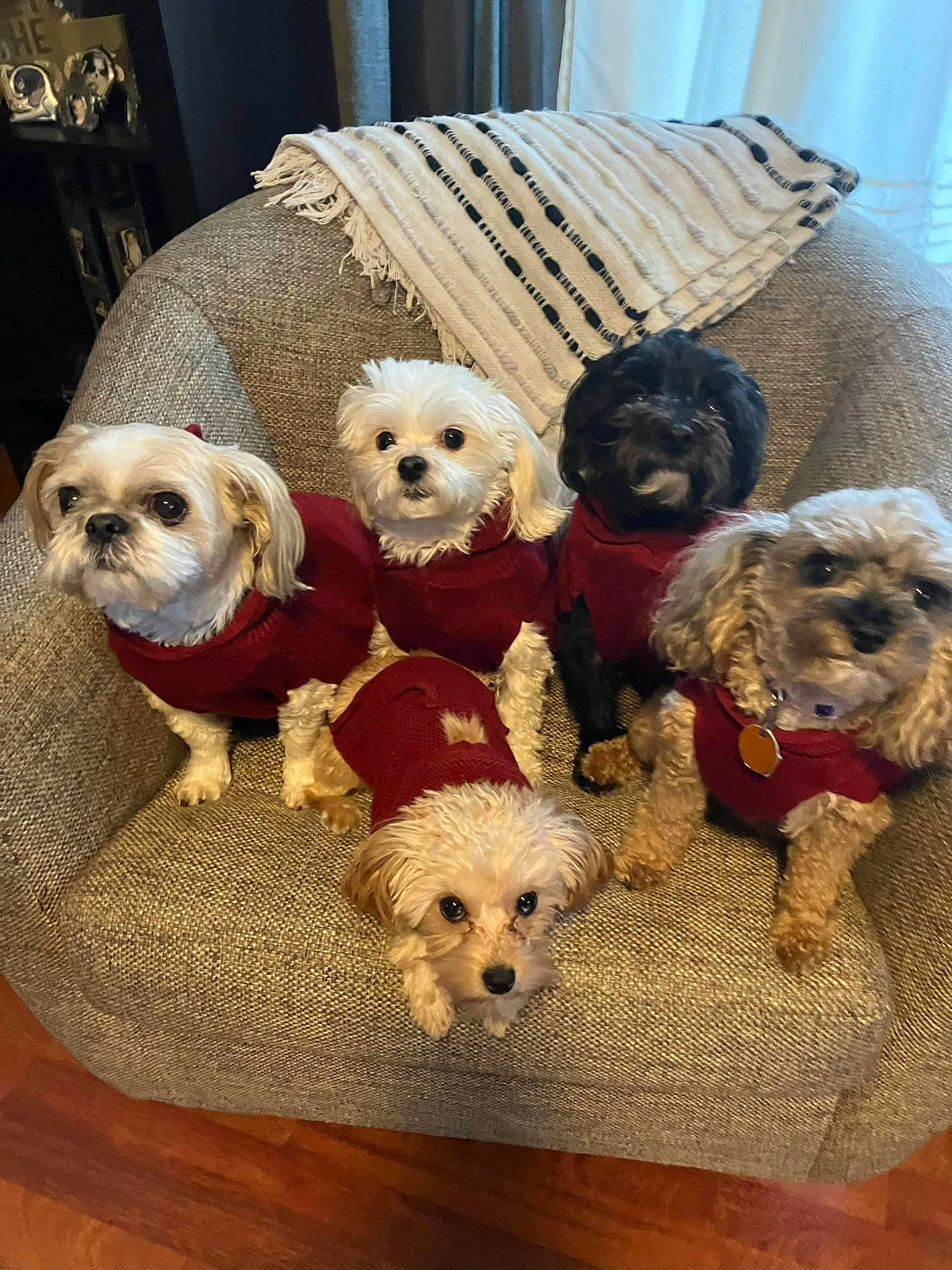 Daisy joined the competition — help win amazing prizes! canidae, carnivore, companion_dog, dog, dog_breed, dog_clothes, dog_collar, dog_supply, fawn, fur, labradoodle, pet_supply, small_terrier, snout, sporting_group, terrier, toy, toy_dog, water_dog, working_animal