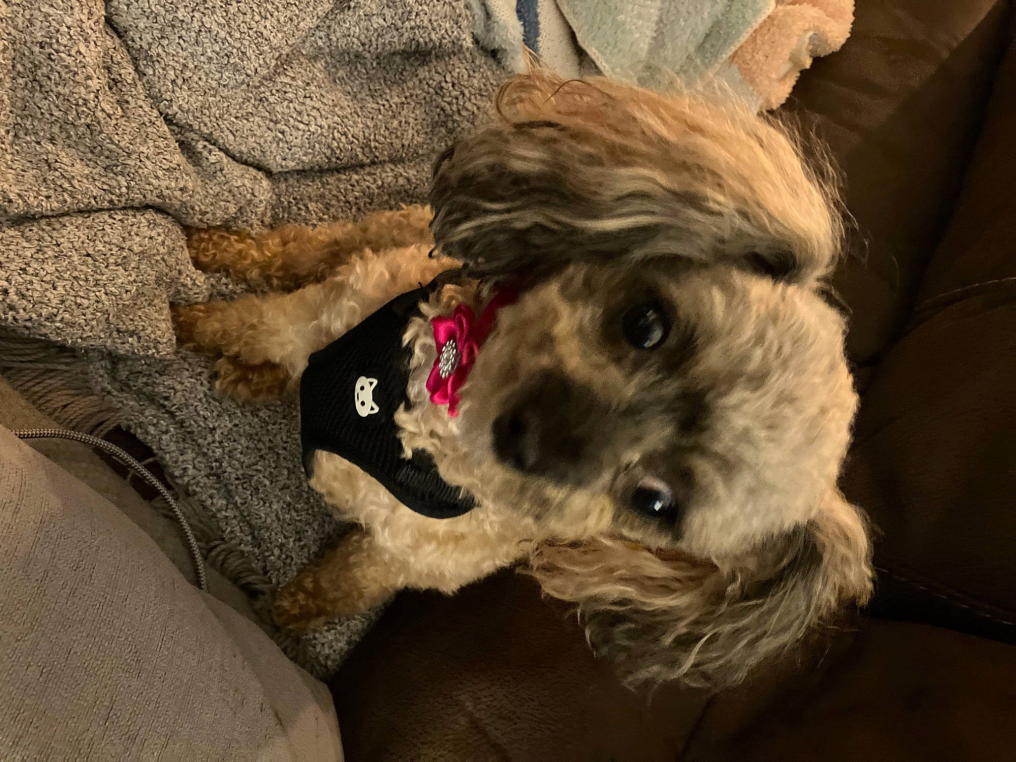 Daisy is registered to the contest to win money with this photo: canidae, carnivore, companion_dog, dog, dog_breed, dog_clothes, dog_supply, fawn, fur, paw, puppy_love, schnauzer, small_terrier, snout, sporting_group, terrier, toy_dog, whiskers, working_animal, yorkshire_terrier