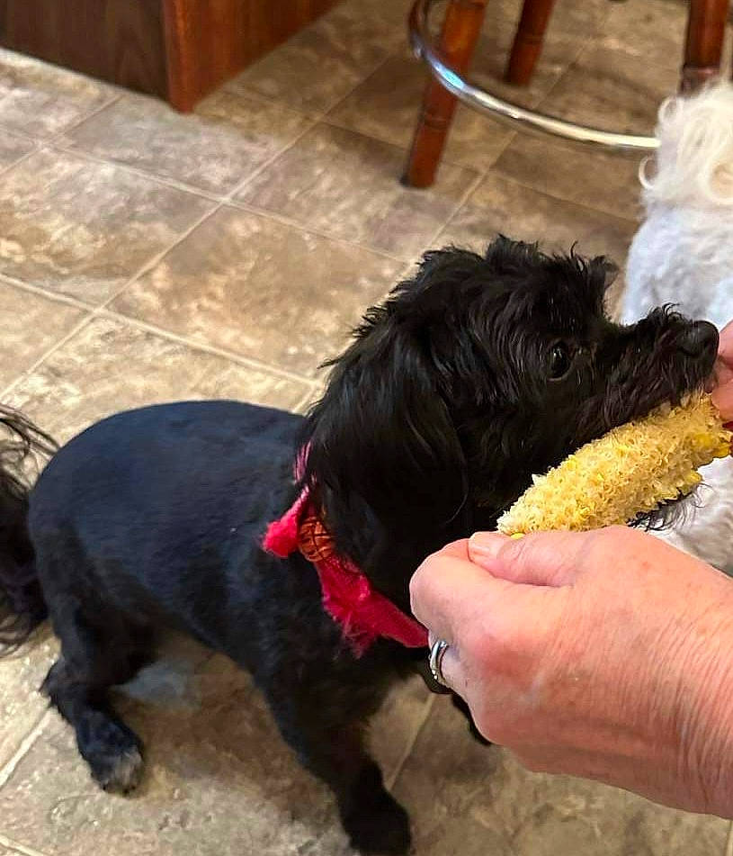 Pupper is registered to the contest to win money with this photo: canidae, carnivore, collar, companion_dog, dog, dog_breed, dog_collar, dog_supply, fashion_accessory, flooring, fur, hardwood, liver, pet_supply, sporting_group, terrier, toy_dog, water_dog, working_animal, working_dog