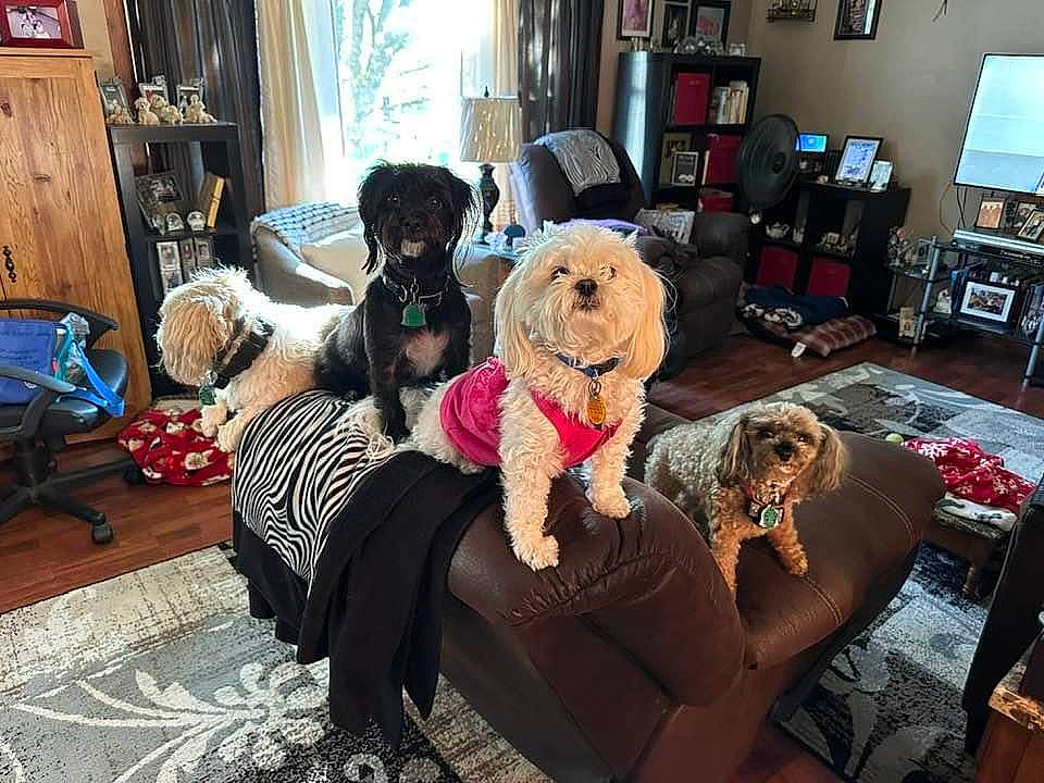 Pupper joined the competition — help win amazing prizes! bookcase, comfort, companion_dog, couch, event, flooring, fun, fur, furniture, interior_design, lamp, living_room, picture_frame, plush, room, sitting, stuffed_toy, television, textile, toy