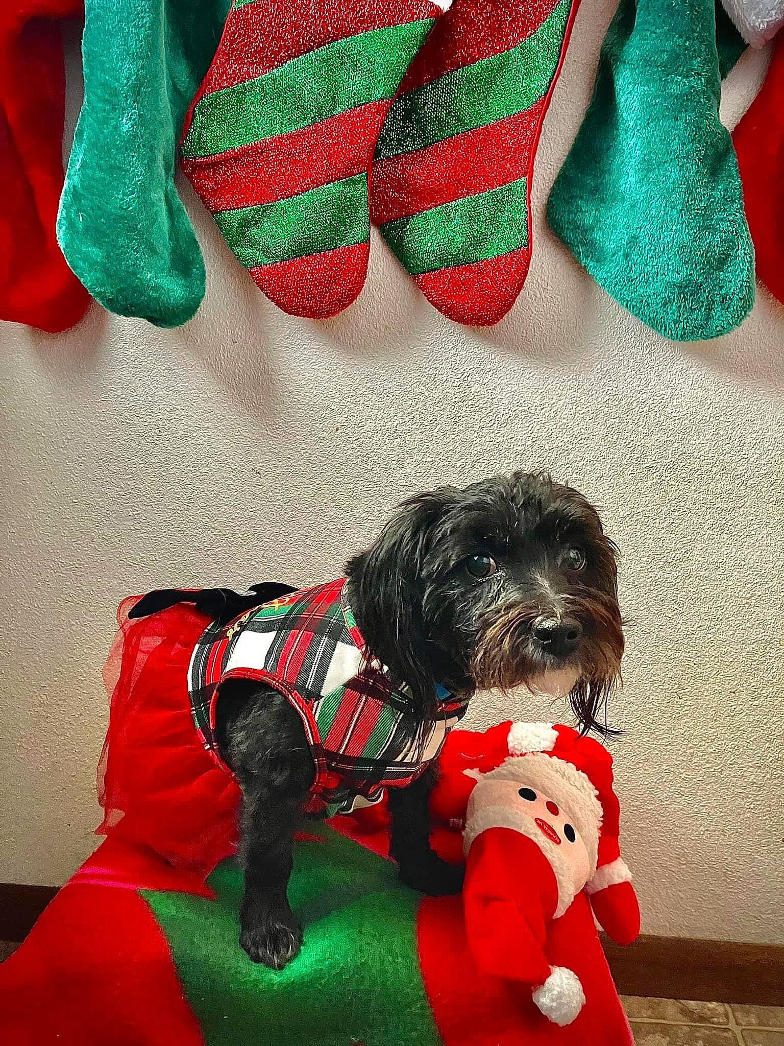 Pupper joined the competition — help win amazing prizes! baby_toddler_clothing, bag, carnivore, collar, companion_dog, costume_hat, dog, dog_breed, dog_clothes, dog_collar, dog_supply, electric_blue, fashion_accessory, green, pattern, pet_supply, sleeve, snout, toy_dog, working_animal