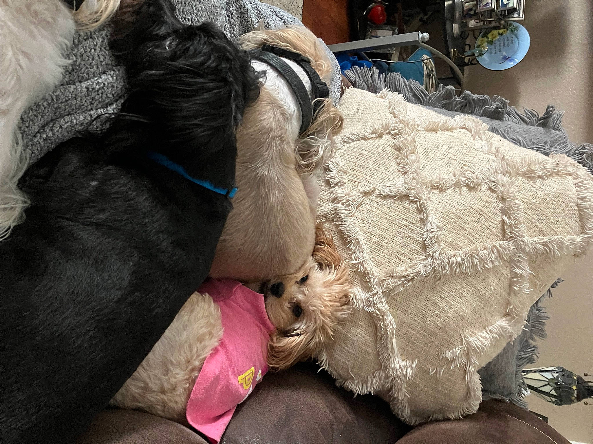 Pupper joined the competition — help win amazing prizes! canidae, carnivore, comfort, companion_dog, dog, dog_breed, dog_supply, fawn, felidae, fur, linens, nap, pattern, snout, sporting_group, textile, toy_dog, whiskers, wool, working_animal