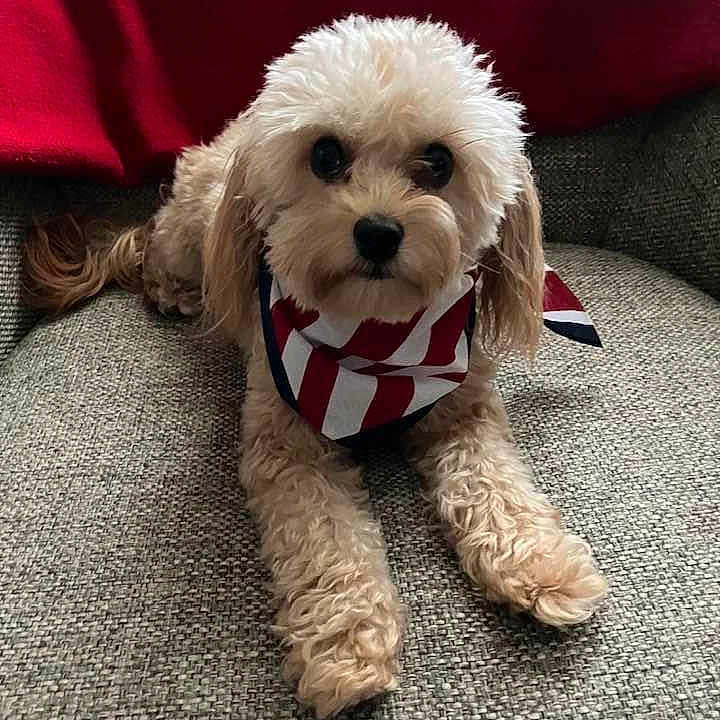 Coco is registered to the contest to win money with this photo: accessories, americanflag, animal, austriaflag, canine, couch, dog, dogbed, flag, formalwear, furniture, pet, poodle, puppy, racket, sport, tennis, tennisracket, terrier, tie