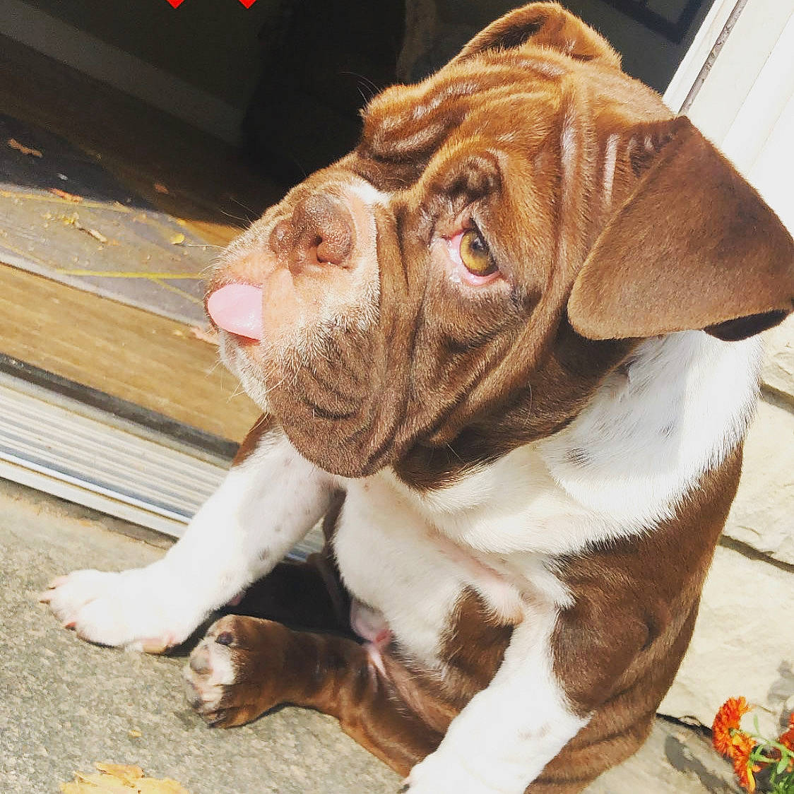 Ellie is registered to the contest to win money with this photo: ancient_dog_breeds, bulldog, canidae, carnivore, companion_dog, dog, dog_breed, fawn, mammal, non_sporting_group, old_english_bulldog, olde_english_bulldogge, ori_pei, puppy, rare_breed_dog, skin, snout, sporting_group, vertebrate, wrinkle