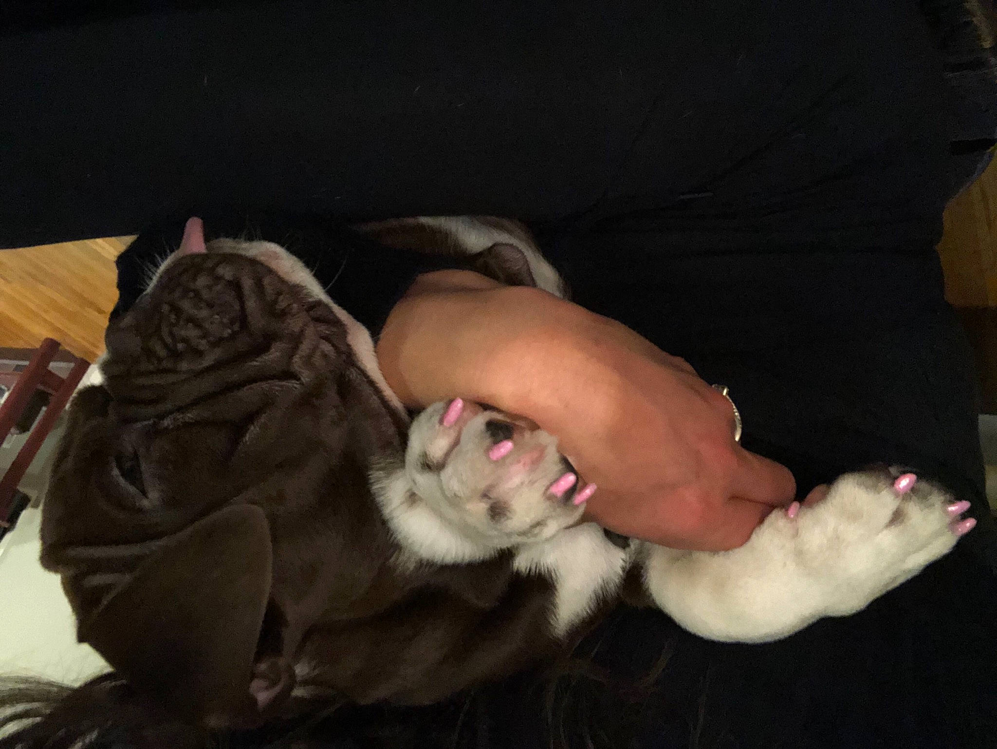 Ellie is registered to the contest to win money with this photo: arm, canidae, fawn, foot, hand, leg, non_sporting_group, sporting_group