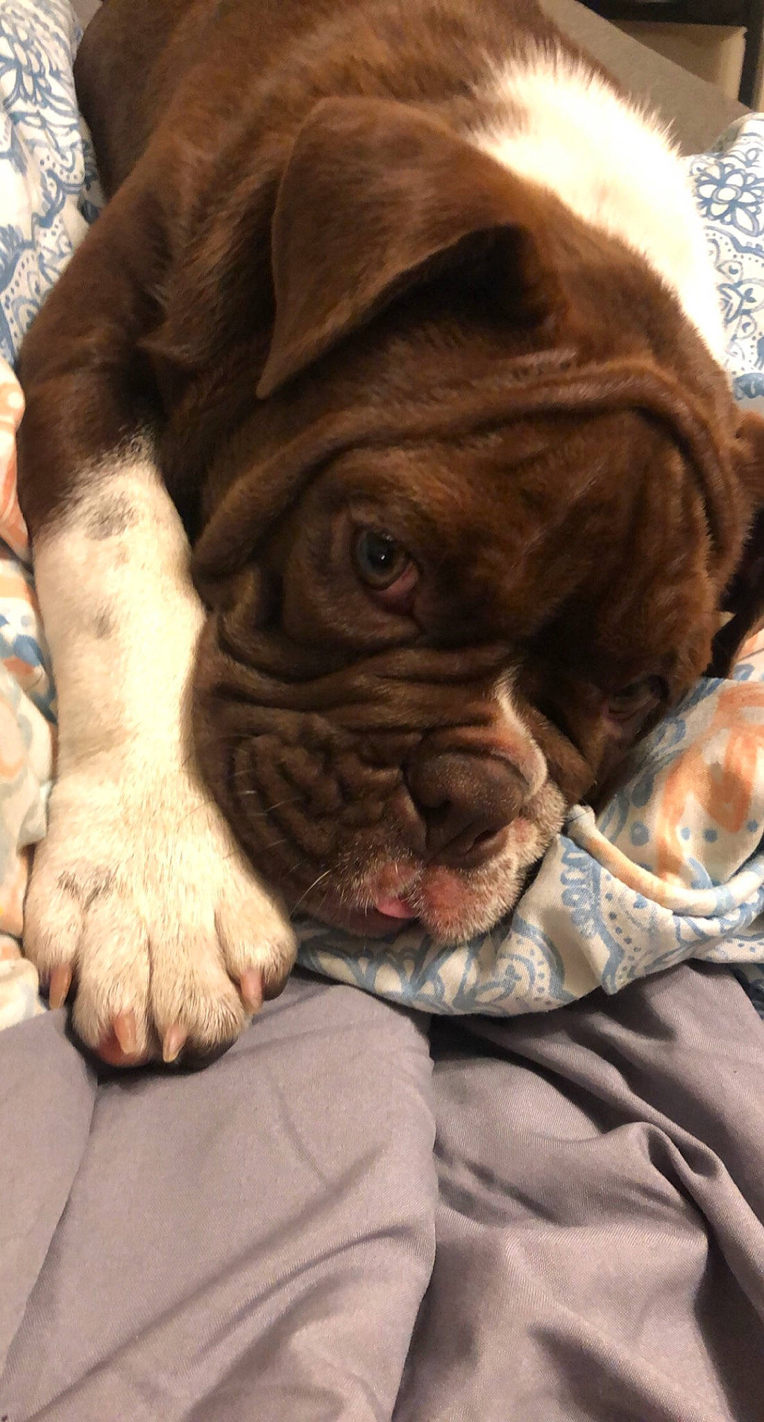 Ellie is registered to the contest to win money with this photo: boxer, canidae, carnivore, companion_dog, dog, dog_breed, dogue_de_bordeaux, fawn, korean_mastiff, liver, mammal, puppy, puppy_love, snout, sporting_group, vertebrate, wrinkle