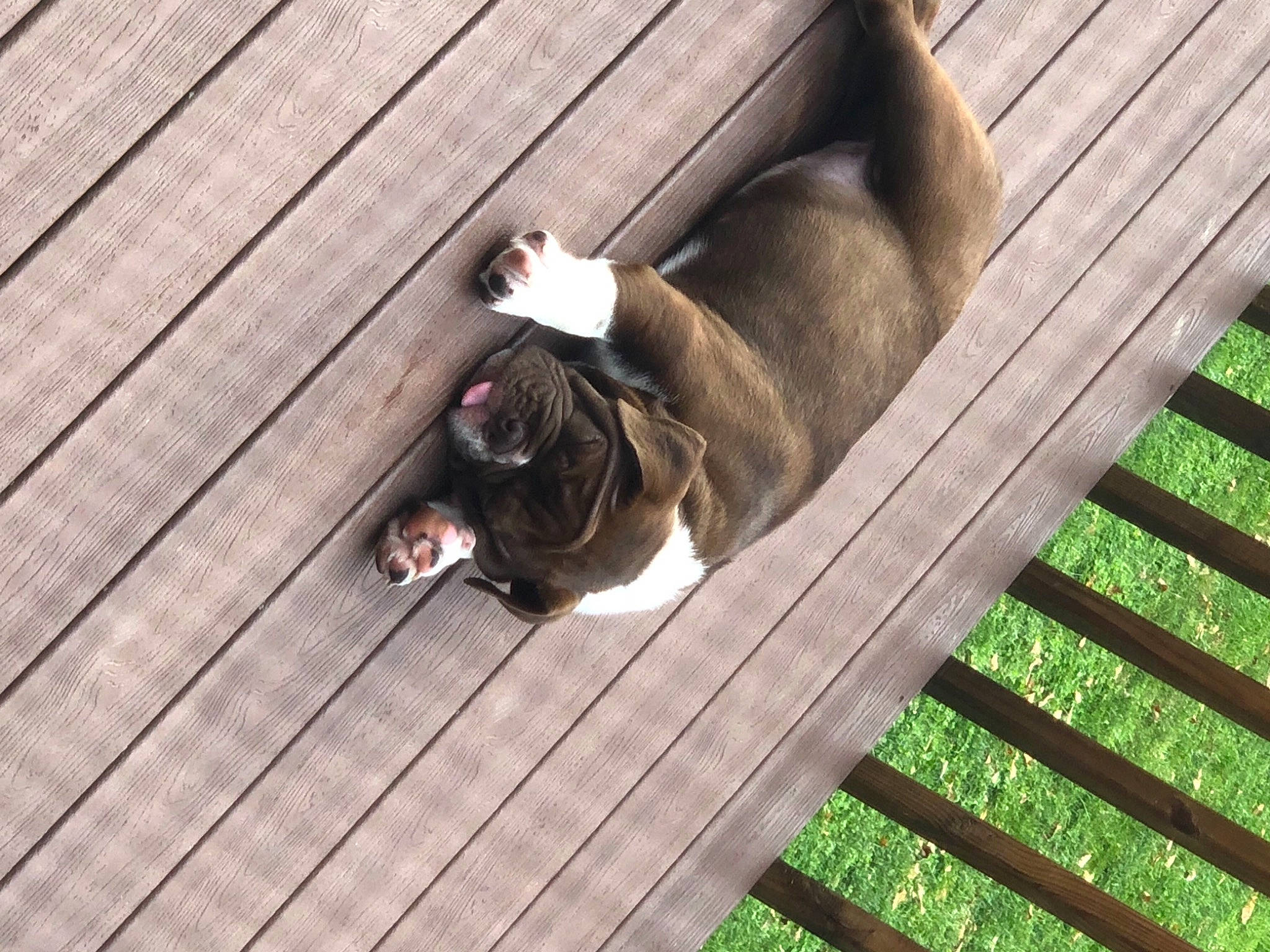 Ellie is registered to the contest to win money with this photo: boston_terrier, canidae, carnivore, cat, companion_dog, deck, dog, dog_breed, fawn, french_bulldog, non_sporting_group, tail, wood