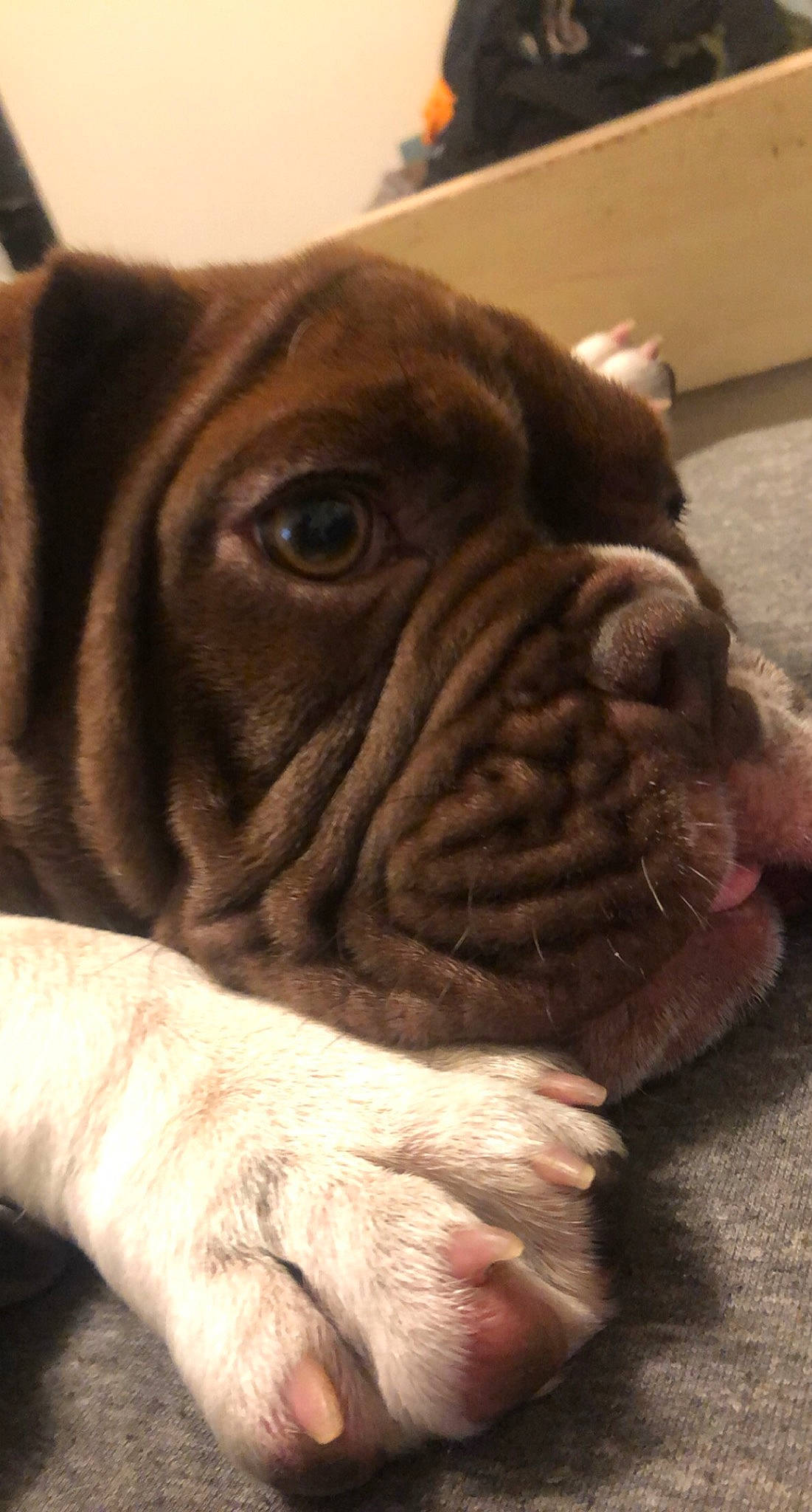 Ellie is registered to the contest to win money with this photo: british_bulldogs, bulldog, canidae, carnivore, companion_dog, dog, dog_breed, dogue_de_bordeaux, fawn, korean_mastiff, mammal, molosser, nose, old_english_bulldog, olde_english_bulldogge, ori_pei, skin, snout, vertebrate, wrinkle