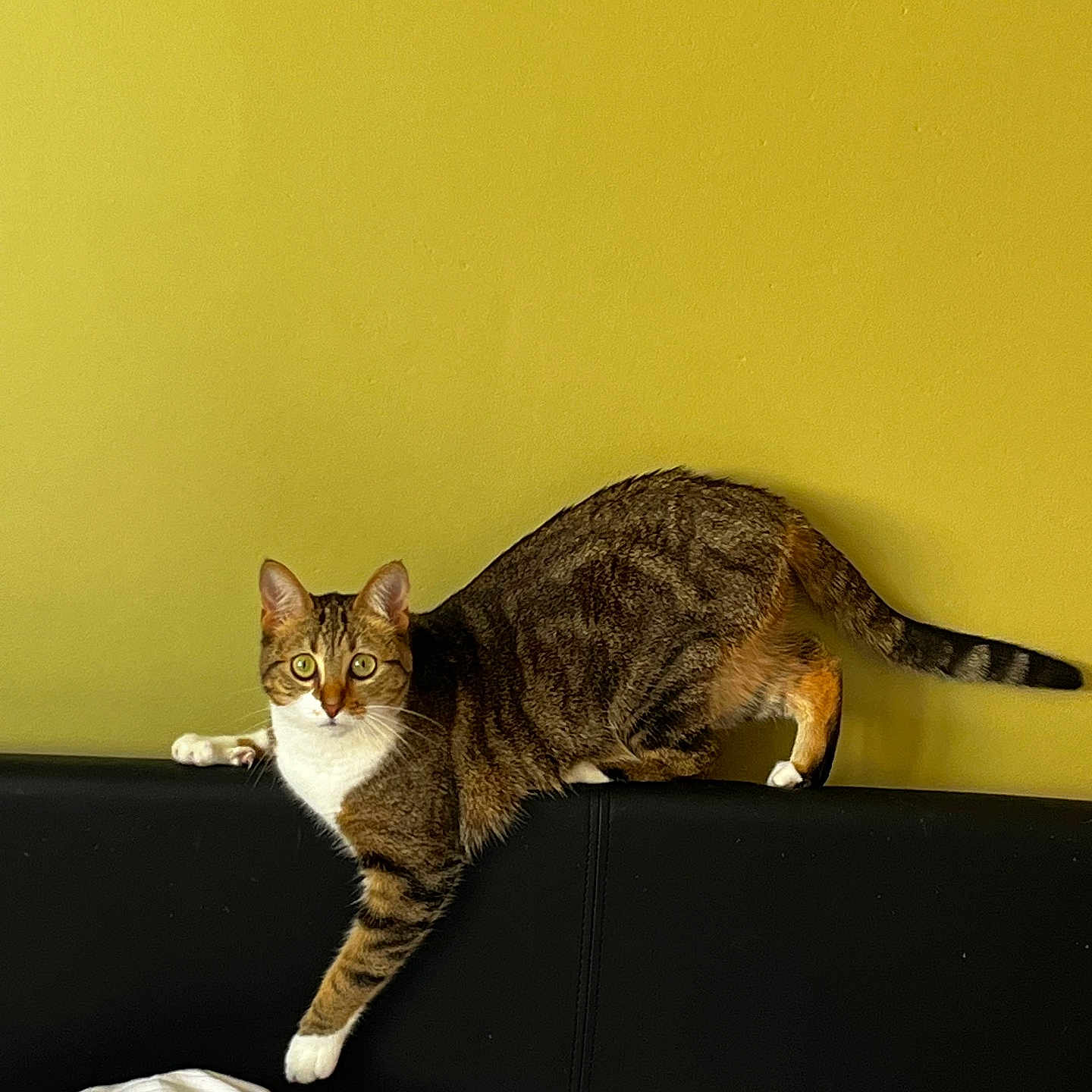 Sushi participe au concours pour gagner de l'argent avec cette photo : abyssinian, animal, architecture, blanket, building, cat, chair, couch, cushion, egyptiancat, furniture, homedecor, indoors, kitten, livingroom, manx, pet, room, shelf, wall