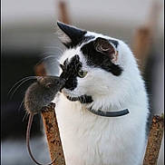 Jack a rejoint le concours — aidez-le/la à gagner de superbes lots ! cat, mouse, animal, curious, nose_to_nose, white, black, rod, rusty_metal, outdoor, nature, whiskers, fur, close_up, friendship, wildlife, small_animal, pet, collar, gentle