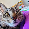 Pancakes is registered to the contest to win money with this photo: cat, tabby_cat, pet, animal, close_up, face, whiskers, fur, striped_fur, eyes, ears, nose, indoor, bedroom, bed, bedding, pillow, teddy_bear, portrait, funny