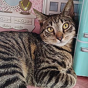 Pancakes is registered to the contest to win money with this photo: cat, tabby, pet, animal, feline, striped_fur, golden_eyes, portrait, lying_down, indoor, home, pink_wall, patterned_wallpaper, dresser, mirror, window, turquoise_cabinet, wooden_floor, relaxed, closeup