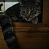 cat, tabby_cat, animal, pet, feline, striped_fur, green_eyes, whiskers, ears, paws, tail, lying_down, relaxed, staring, wooden_cubby, wooden_furniture, indoor, dim_lighting, rustic, portrait