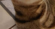 Pancakes is registered to the contest to win money with this photo: cat, tabby_cat, feline, animal, pet, close_up, portrait, whiskers, nose, eyes, fur, striped_fur, brown, gray, curious, indoor, tiled_floor, lying_down, front_paws, tail