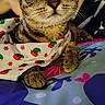 cat, tabby_cat, pet, animal, feline, portrait, wide_eyed, large_eyes, whiskers, ears, paws, sitting, indoor, gift_bag, festive, holiday, patterned_blanket, colorful, close_up, funny