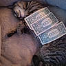 cat, tabby_cat, sleeping, pet, animal, feline, couch, sofa, blanket, plush, indoors, cozy, nap, relaxed, dollar_bills, money, currency, funny, warm_lighting, portrait