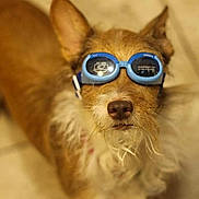 Marley joined the competition — help win amazing prizes! dog, canine, goggles, blue_goggles, scruffy_fur, brown_fur, small_dog, portrait, indoors, floor, wood_floor, face, nose, ears, looking_at_camera, pet, funny, costume, close_up, warm_lighting