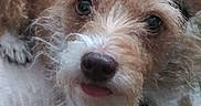 Marley joined the competition — help win amazing prizes! dog, puppy, scruffy_fur, brown_fur, white_fur, close_up, portrait, animal, pet, canine, floppy_ears, dark_eyes, nose, tongue, collar, indoors, cozy, soft_background, looking_at_camera, cute