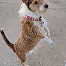 Marley is registered to the contest to win money with this photo: dog, pet, small_dog, scruffy_dog, wire_hair, brown_and_white, standing, jumping, midair, outdoor, patio, concrete, collar, red_collar, tag, pointed_ears, tail, fur, animal_portrait, playful