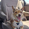 Marley joined the competition — help win amazing prizes! dog, small_dog, scruffy_dog, wire_hair, brown_and_white, pointed_ears, open_mouth, tongue, happy, collar, dog_tag, sitting, car, car_seat, vehicle_interior, road_trip, sunlight, blue_sky, portrait, pet