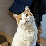Ryu a rejoint le concours — aidez-le/la à gagner de superbes lots ! animal, blurry_background, cat, closeup, curious, domestic, ears, eyes, feline, fur, furniture, head_tilt, indoor, mammal, orange_cat, pet, portrait, sitting, whiskers, white_cat