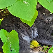 Tai joined the competition — help win amazing prizes! animal, camouflage, cat, cute, eyes, foliage, fur, garden, gray_cat, green_leaves, leaf, mammal, nature, outdoor, pet, plant, relaxed, resting, whiskers, wildlife