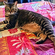 Oups a rejoint le concours — aidez-le/la à gagner de superbes lots ! cat, tabby_cat, pet, indoor, bed, bedding, colorful, floral_pattern, striped, feline, resting, animal, fur, whiskers, green_eyes, comfort, relaxed, laying_down, home, domestic_cat