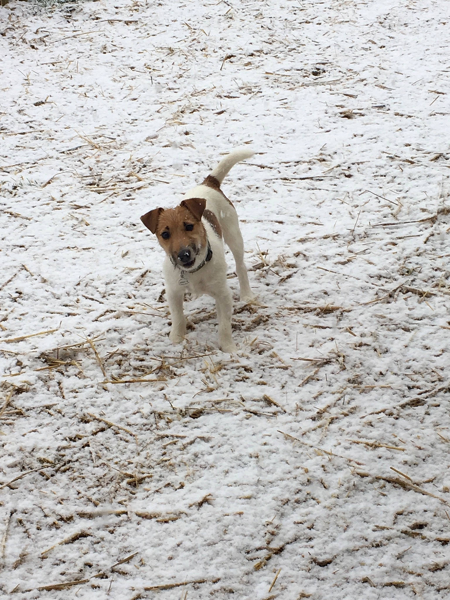 Océan participe au concours pour gagner de l'argent avec cette photo : canidae, carnivore, dog, dog_breed, fawn, feist, jack_russell_terrier, parson_russell_terrier, potcake_dog, russell_terrier, sporting_group